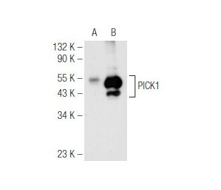 PICK1 Antibody (A-8) - Western Blotting - Image 93745 