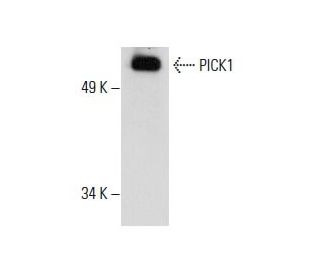 PICK1 Antibody (D-10) - Western Blotting - Image 288301 