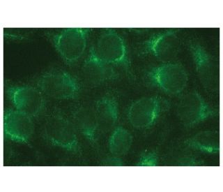 PICK1 Antibody (F-10) - Immunofluorescence - Image 131819 