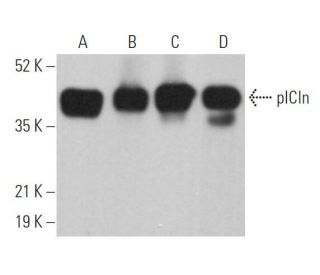 pICln Antibody (G-1) - Western Blotting - Image 361969 