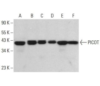 PICOT Antibody (D-10) - Western Blotting - Image 382769 