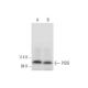 PIDD Antibody (B-5) - Western Blotting - Image 333663 