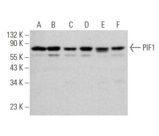 PIF1 Antibody (F-10) - Western Blotting - Image 374822 