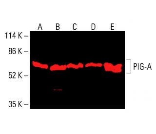 PIG-A Antibody (H-6) - Western Blotting - Image 416329 