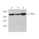 PIG-S Antibody (G-10) - Western Blotting - Image 370081 