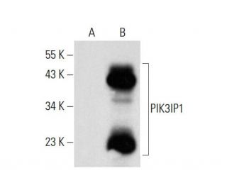 PIK3IP1 Antibody (B-12) - Western Blotting - Image 144884Each CRISPR/Cas9 Knockout (KO) Plasmid product consists of a pool of 3 plasmids designed to ensure identification and cleavage of a specific gene for maximum knockout efficiency. Each plasmid encodes a unique 20 nt sequence derived from the GeCKO (v2) library.