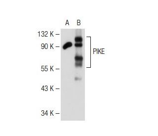 PIKE Antibody (G-9) - Western Blotting - Image 109564 