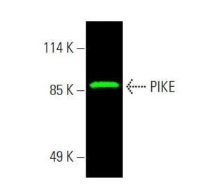 PIKE Antibody (G-9) - Western Blotting - Image 388205Each CRISPR/Cas9 Knockout (KO) Plasmid product consists of a pool of 3 plasmids designed to ensure identification and cleavage of a specific gene for maximum knockout efficiency. Each plasmid encodes a unique 20 nt sequence derived from the GeCKO (v2) library.