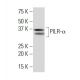 PILR-α Antibody (47-12) - Western Blotting - Image 33660