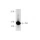 Pin1 Antibody (8C10) - Western Blotting - Image 67925