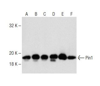 Pin1 Antibody (8C10) - Western Blotting - Image 148021 