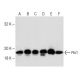 Pin1 Antibody (8C10) - Western Blotting - Image 148021 