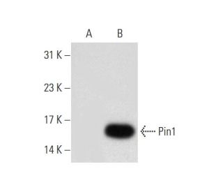 Pin1 Antibody (E-5) - Western Blotting - Image 139675 