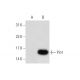 Pin1 Antibody (E-5) - Western Blotting - Image 139675 