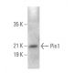 Pin1 Antibody (E-5) - Western Blotting - Image 374892