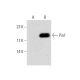 Pin1 Antibody (F-7) - Western Blotting - Image 133357