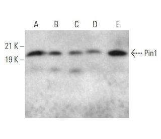 Pin1 Antibody (F-7) - Western Blotting - Image 374891 
