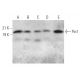 Pin1 Antibody (F-7) - Western Blotting - Image 374891 