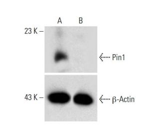 Pin1 HDR Plasmid (h): sc-400485-HDR. Western blot analysis of Pin1 expression in non-transfected control (A) and puromycin 