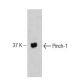 Pinch-1 Antibody (49) - Western Blotting - Image 127490 