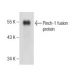 Pinch-1 Antibody (49) - Western Blotting - Image 160973
