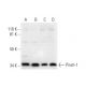 Pinch-1 Antibody (B-8) - Western Blotting - Image 292910 