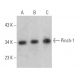 Pinch-1 Antibody (B-8) - Western Blotting - Image 366983