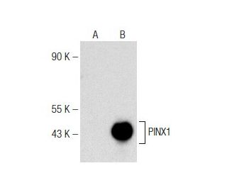 PINX1 Antibody (A-8) - Western Blotting - Image 148783 
