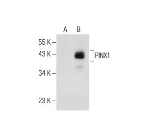 PINX1 Antibody (H-8) - Western Blotting - Image 155521 