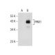 PINX1 Antibody (H-8) - Western Blotting - Image 155521 
