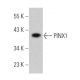 PINX1 Antibody (H-8) - Western Blotting - Image 367373