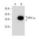 PIPK I α Antibody (E-3) - Western Blotting - Image 154350