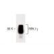 PIPK I γ Antibody (12) - Western Blotting - Image 60406 