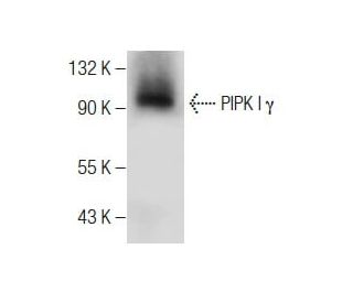 PIPK I &gamma; Antibody (D-7) - Western Blotting - Image 283530 