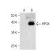 PIPOX Antibody (E-7) - Western Blotting - Image 160473