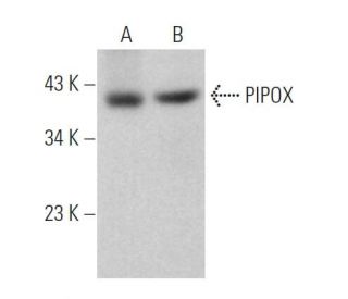 PIPOX Antibody (E-7) - Western Blotting - Image 368946 