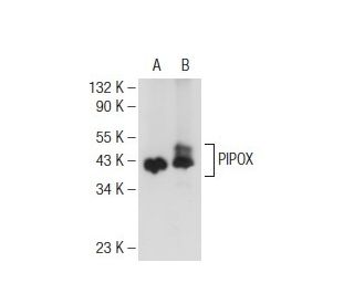 PIPOX Antibody (F-9) - Western Blotting - Image 108838 