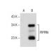 PIPPIN Antibody (G-4) - Western Blotting - Image 157844