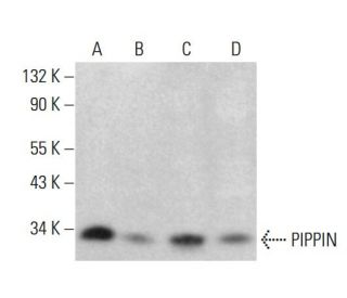 PIPPIN Antibody (G-4) - Western Blotting - Image 383970 