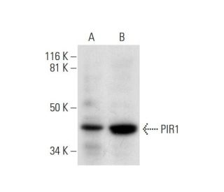 PIR1 Antibody (B-6) - Western Blotting - Image 292986 