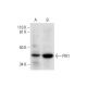 PIR1 Antibody (B-6) - Western Blotting - Image 292986 