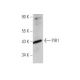 PIR1 Antibody (B-6) - Western Blotting - Image 349044