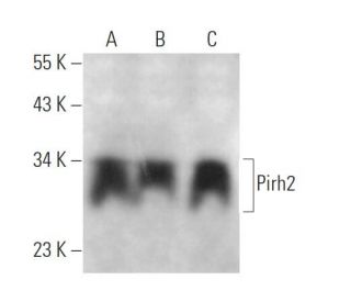 Pirh2 Antibody (C-12) - Western Blotting - Image 371702 