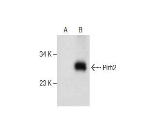 Pirh2 Antibody (E-10) - Western Blotting - Image 160526