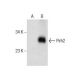 Pirh2 Antibody (E-10) - Western Blotting - Image 160526