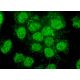Pirh2 Antibody (E-11) - Immunofluorescence - Image 302282 