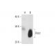 Pirh2 Antibody (E-11) - Western Blotting - Image 127430