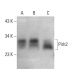 Pirh2 Antibody (E-11) - Western Blotting - Image 376427 