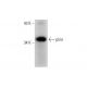 pirin Antibody (D-10) - Western Blotting - Image 135504 