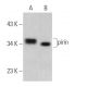 pirin Antibody (D-10) - Western Blotting - Image 367380